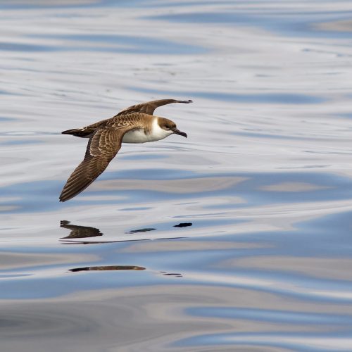 Great Shearwater over Sea Virtual Assistant Logo Shearwater Business Support bird over water Administration